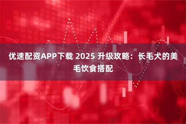 优速配资APP下载 2025 升级攻略：长毛犬的美毛饮食搭配